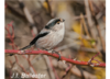 Bird image 5