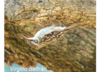 Bird image 8